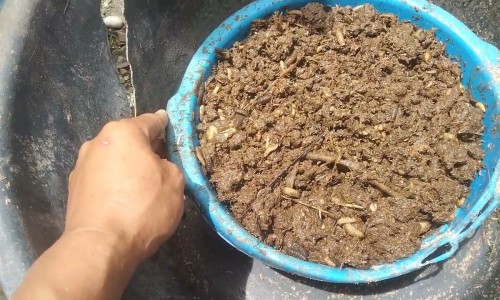 睾丸有白色硬疙瘩是怎么回事图片网 - 睾丸有疙瘩怎么回事,睾丸有白色硬疙瘩是怎么回事图片